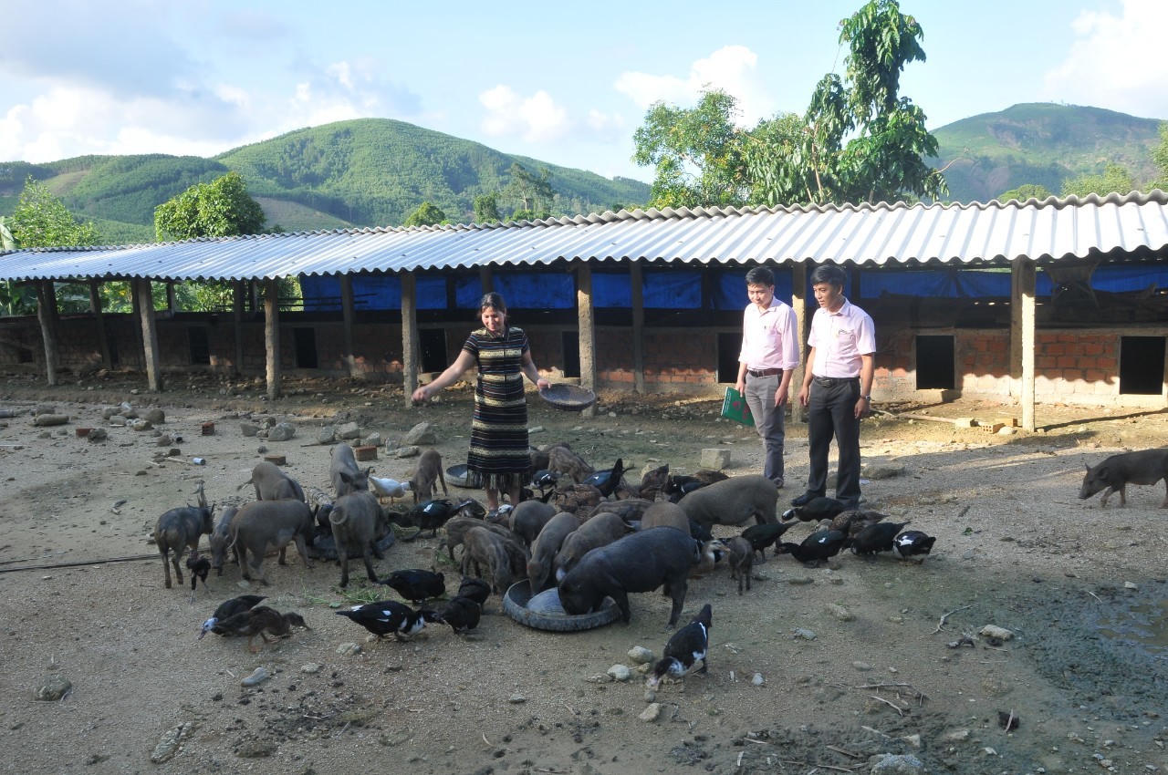 Đồng vốn nhân văn trên quê hương Ba Tơ anh hùng