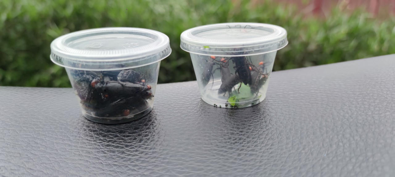 Người đàn ông nhập viện sau khi ăn loại côn trùng lạ trong bữa ăn