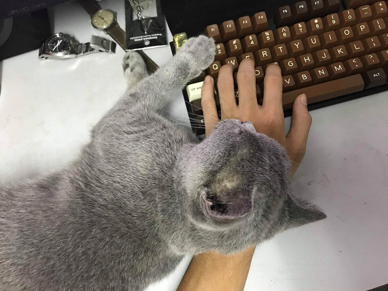 Cẩn thận khi mua bán, nhận nuôi chó, mèo trên mạng xã hội