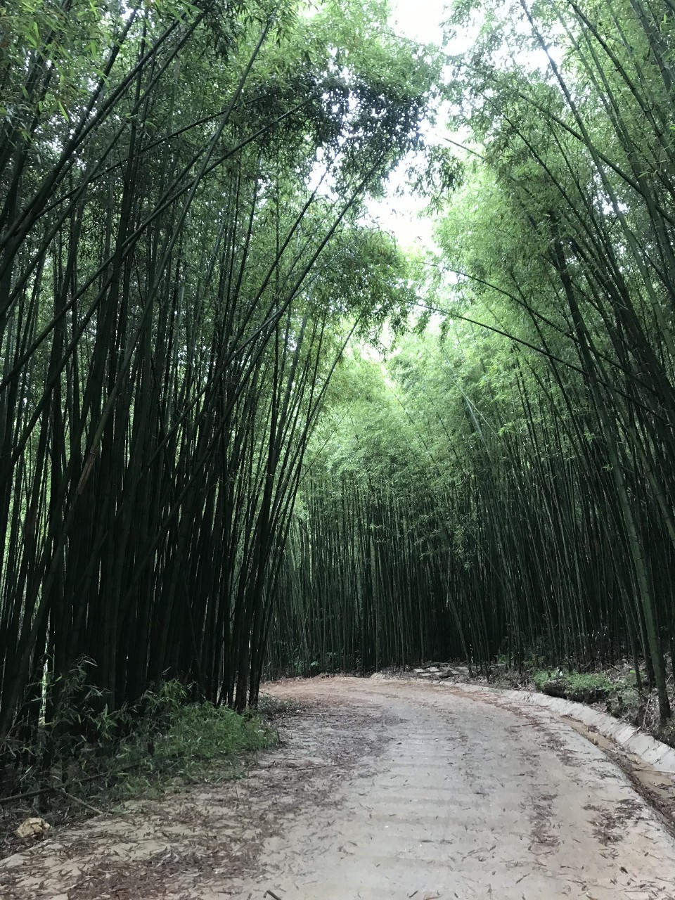 Hút hồn những rừng trúc đậm chất Việt