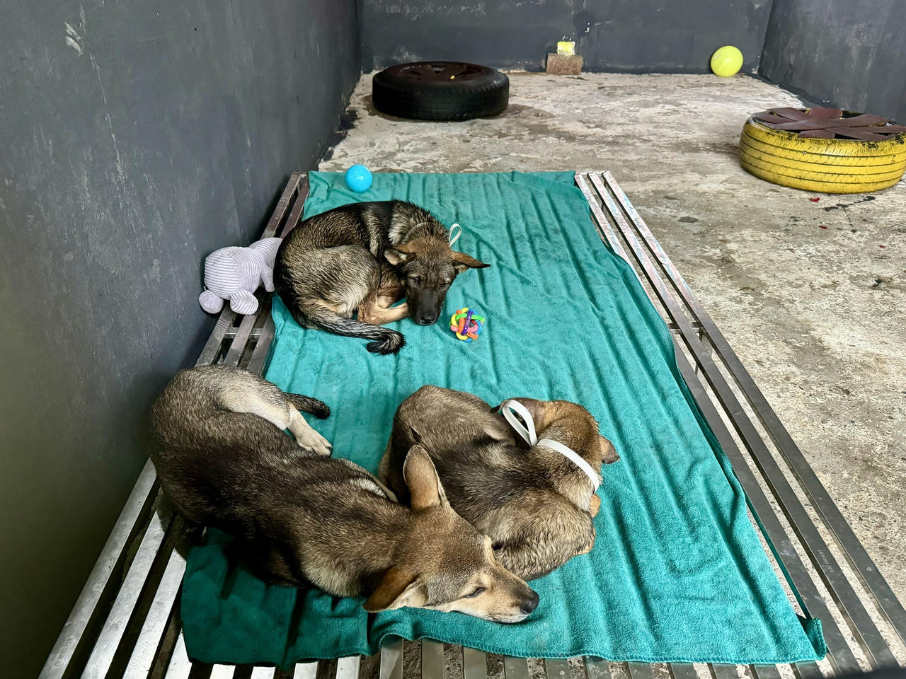 Hành trình từ lò mổ đến mái ấm bình yên