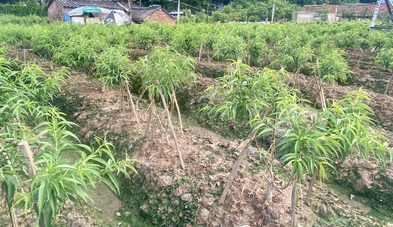 Đào Nhật Tân - nồng nàn theo năm tháng 