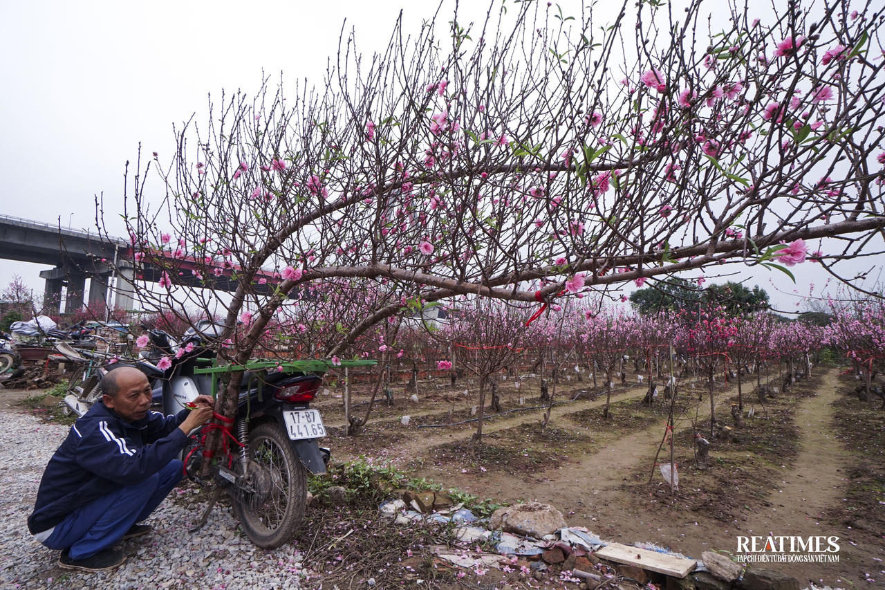 Đào Nhật Tân - nồng nàn theo năm tháng 