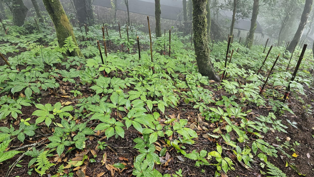 Để sâm Việt Nam vươn tầm thế giới