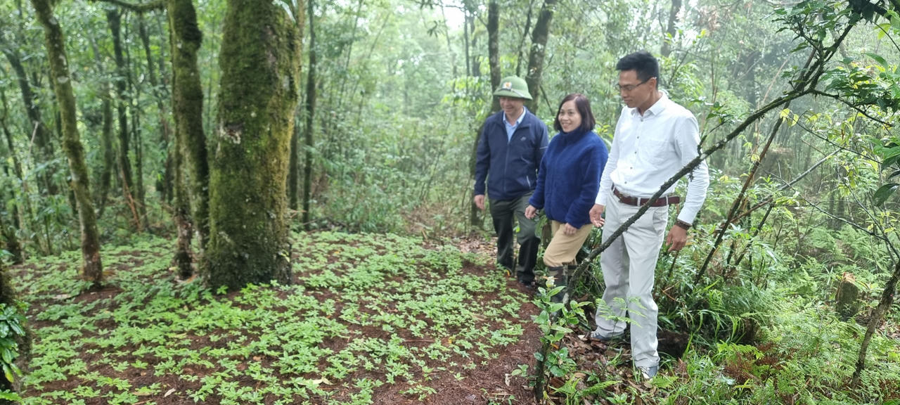 Để sâm Việt Nam vươn tầm thế giới