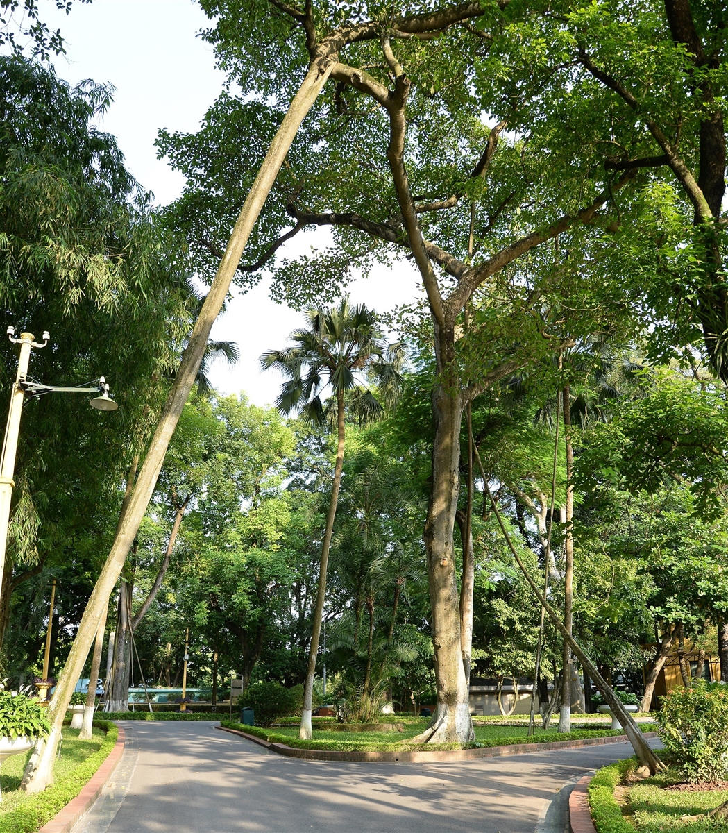 Giữ gìn, phát huy giá trị Khu di tích Chủ tịch Hồ Chí Minh tại Phủ Chủ tịch