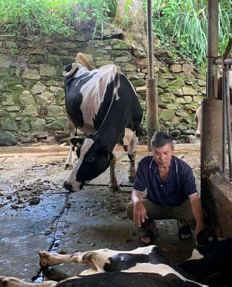 Bò sữa chết hàng loạt tại Lâm Đồng: Cục Thú y lập đoàn công tác xác định nguyên nhân