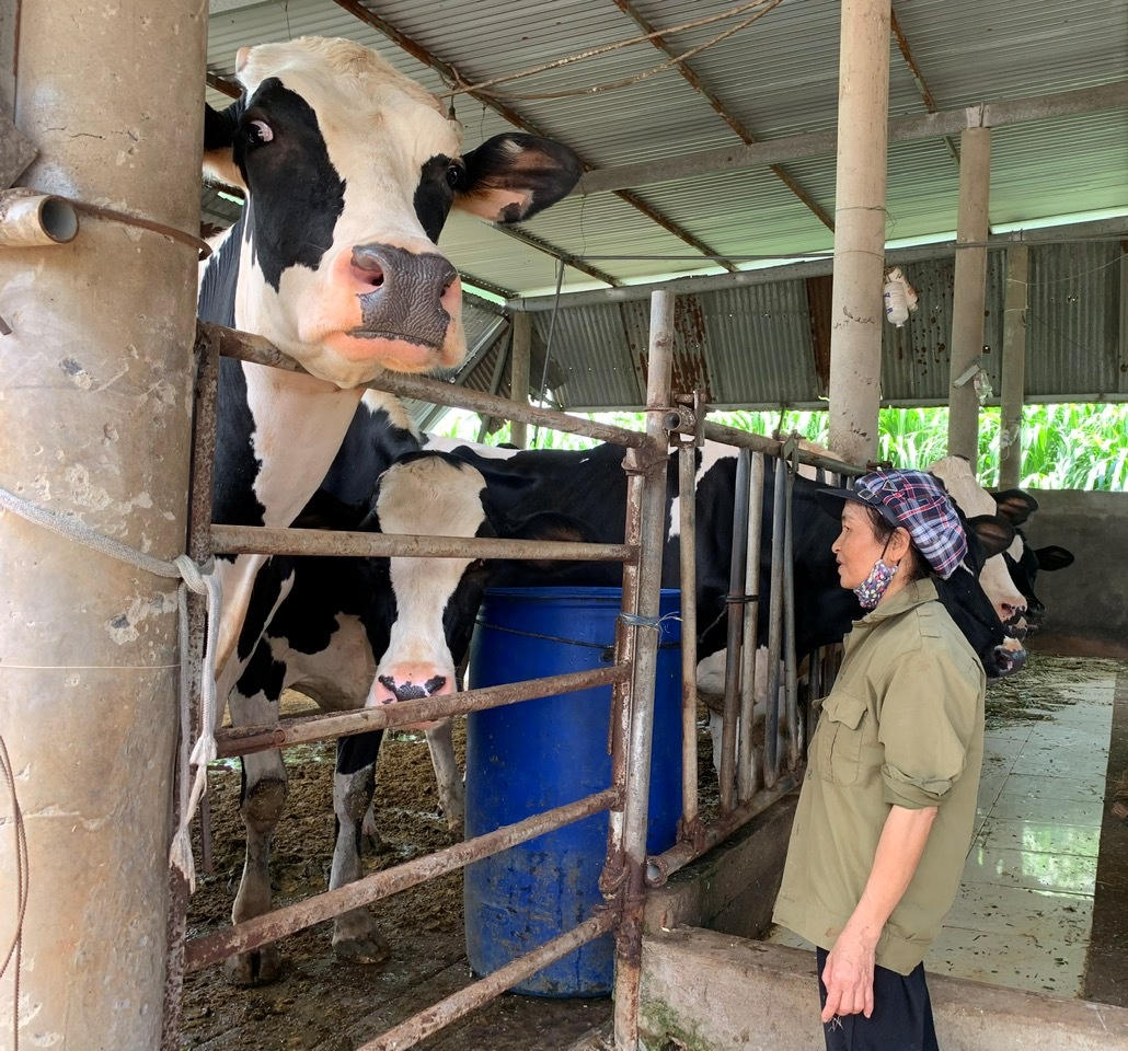 Bò sữa chết hàng loạt tại Lâm Đồng: Cục Thú y lập đoàn công tác xác định nguyên nhân