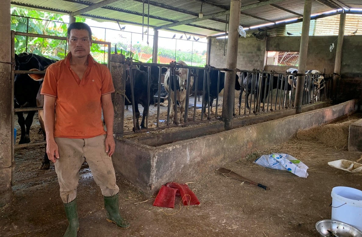 Bò sữa chết hàng loạt tại Lâm Đồng: Cục Thú y lập đoàn công tác xác định nguyên nhân