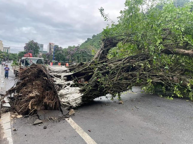 Cần xây dựng quy định cụ thể về bảo tồn cây di sản Việt Nam