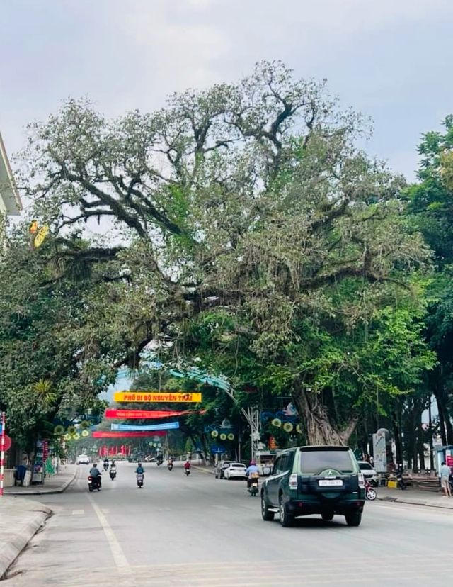 Cần xây dựng quy định cụ thể về bảo tồn cây di sản Việt Nam