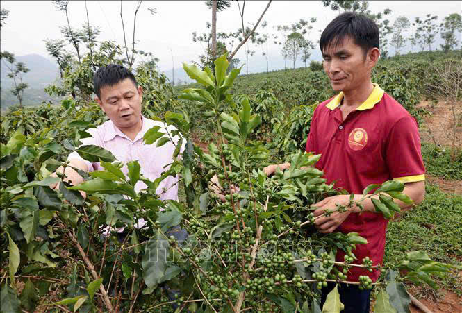 Tín dụng chính sách giúp vùng đất nghèo Sốp Cộp 'chuyển mình' vươn sức sống mới