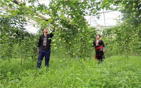 Tín dụng chính sách giúp vùng đất nghèo Sốp Cộp 'chuyển mình' vươn sức sống mới