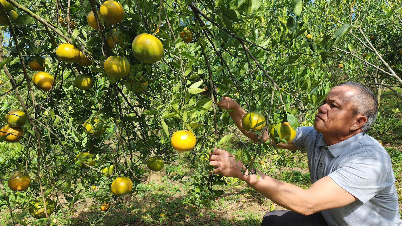 Tín dụng chính sách giúp vùng đất nghèo Sốp Cộp 'chuyển mình' vươn sức sống mới