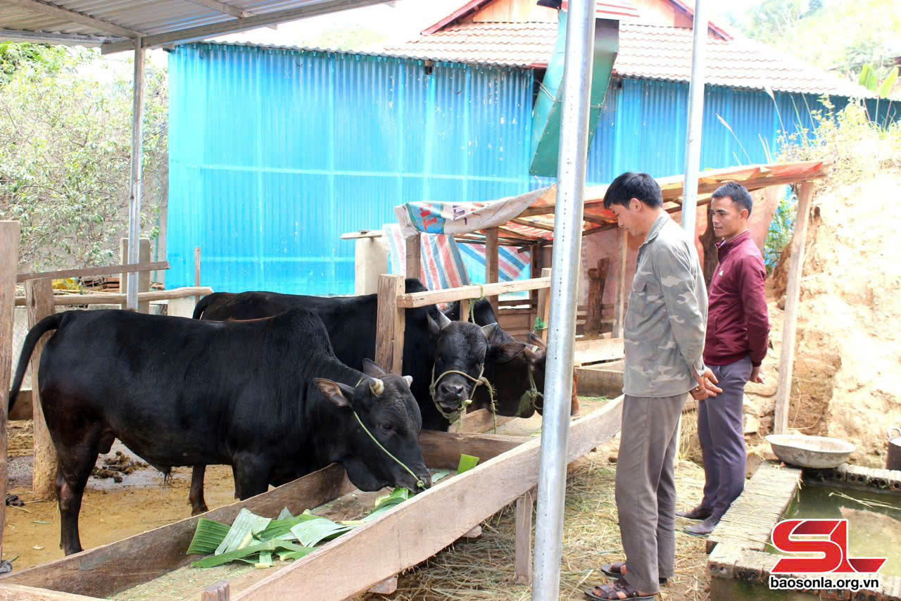 Tín dụng chính sách giúp vùng đất nghèo Sốp Cộp 'chuyển mình' vươn sức sống mới