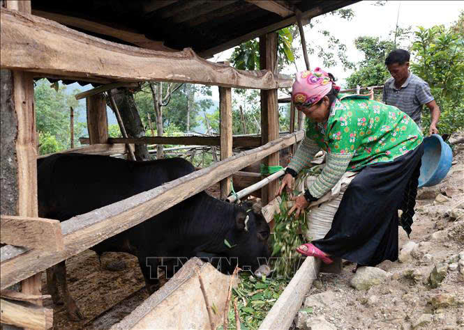 Tín dụng chính sách giúp vùng đất nghèo Sốp Cộp 'chuyển mình' vươn sức sống mới