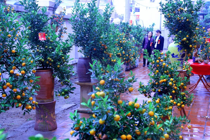 Chuyện xây dựng 'phường văn hóa' ở làng quất Tứ Liên