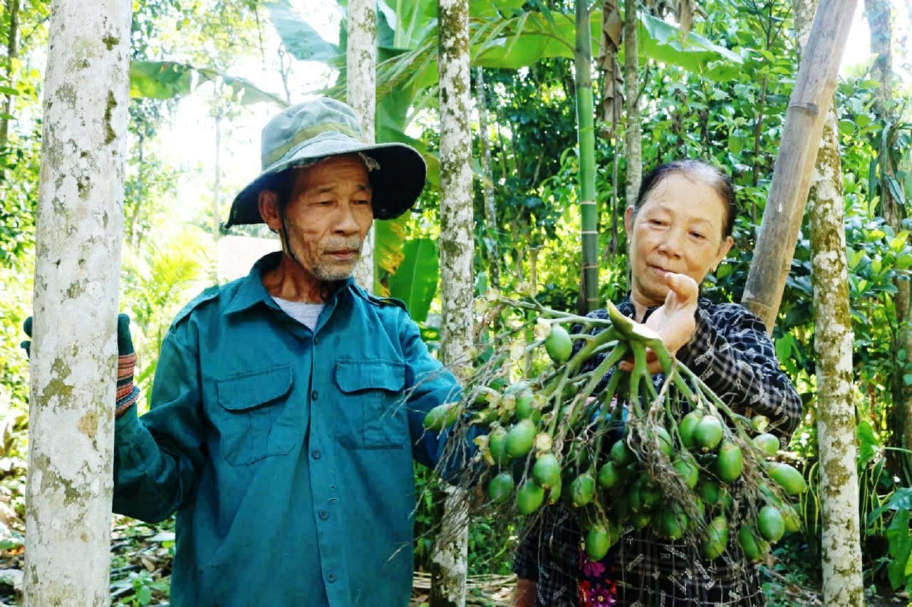 Niềm vui cau được mùa, được giá