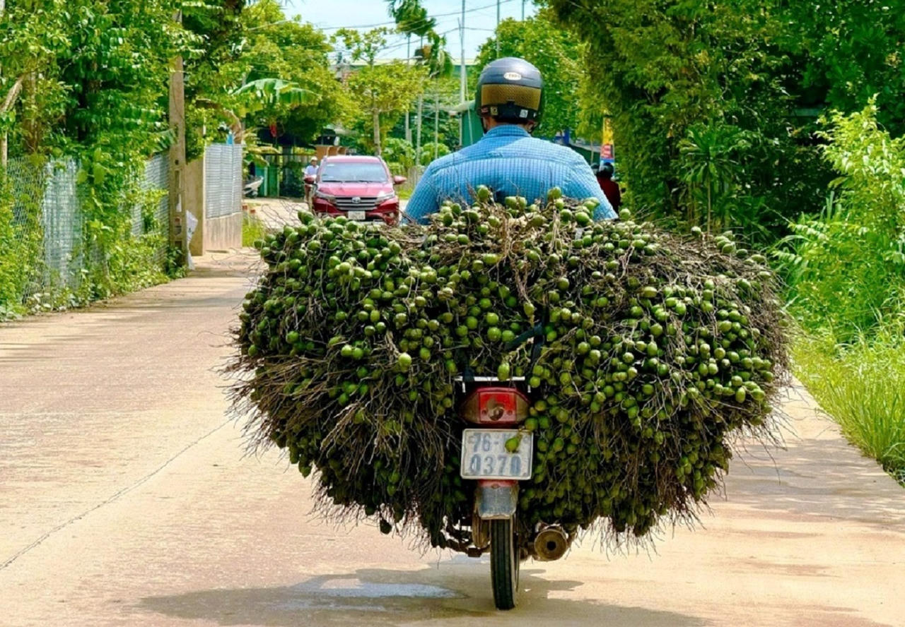 Niềm vui cau được mùa, được giá