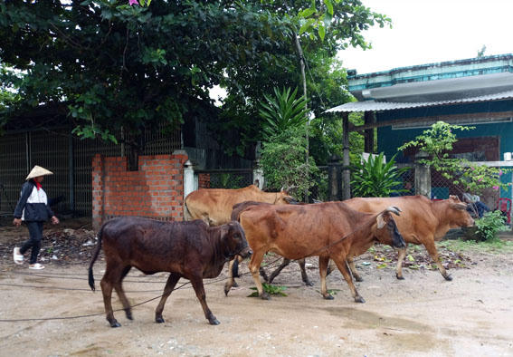 Rầu lòng 'vợ chồng nhí' nơi đại ngàn