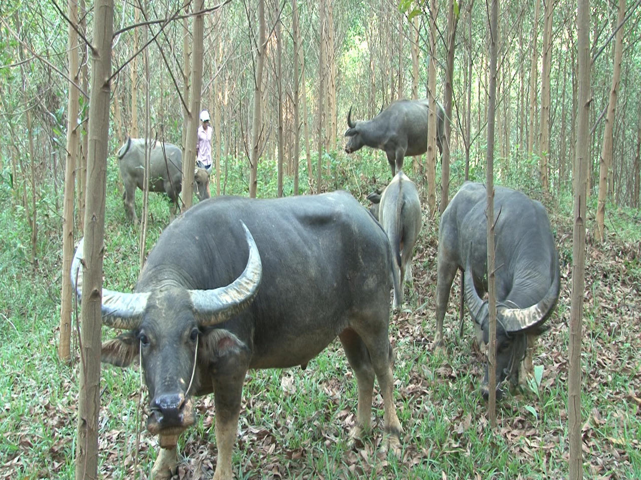 Thừa Thiên Huế: Tấm gương phát triển kinh tế nông thôn ở thị xã Hương Trà