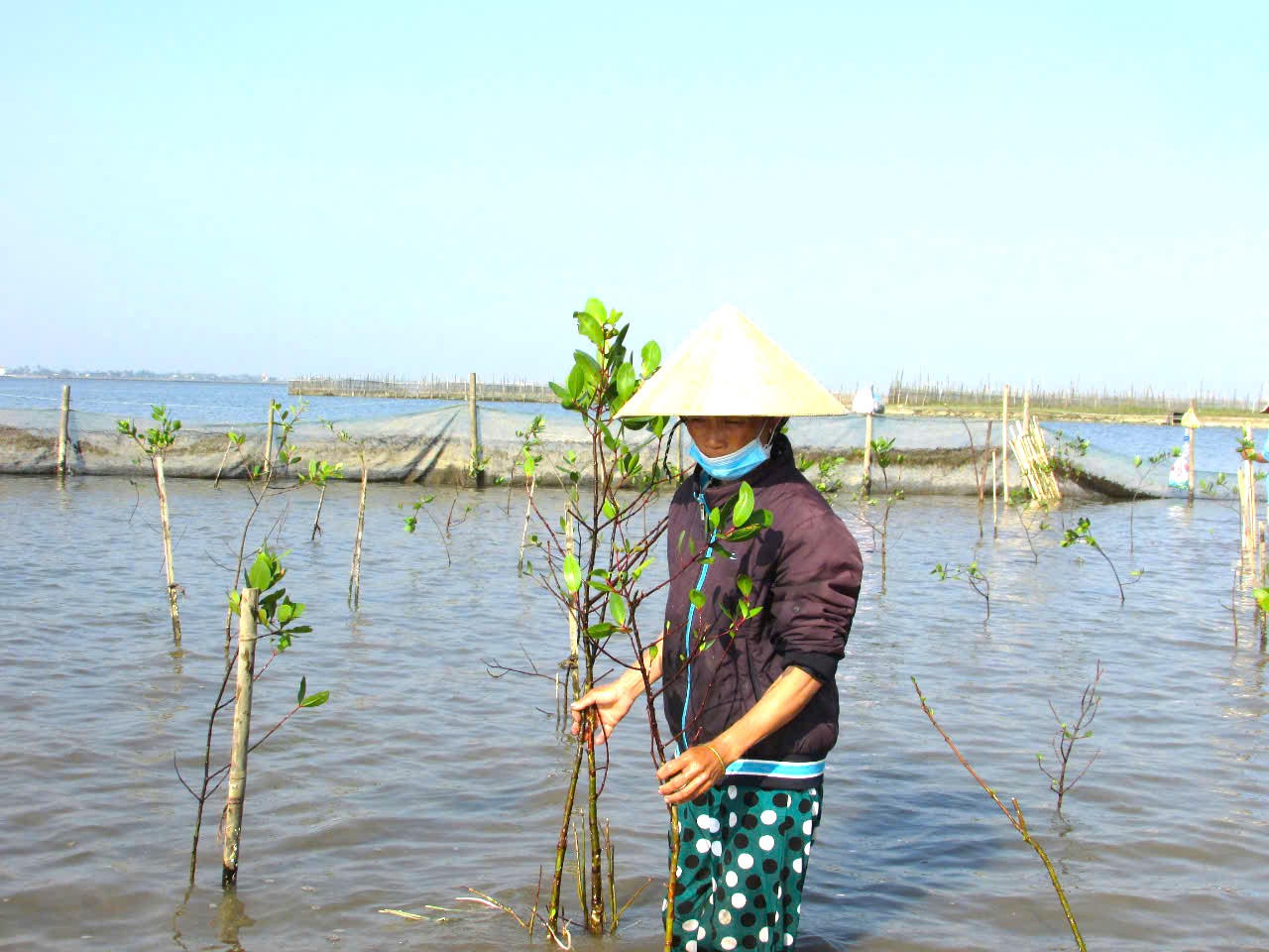 Thừa Thiên Huế: Tạo sinh kế cho người dân tại những dải rừng ngập mặn 