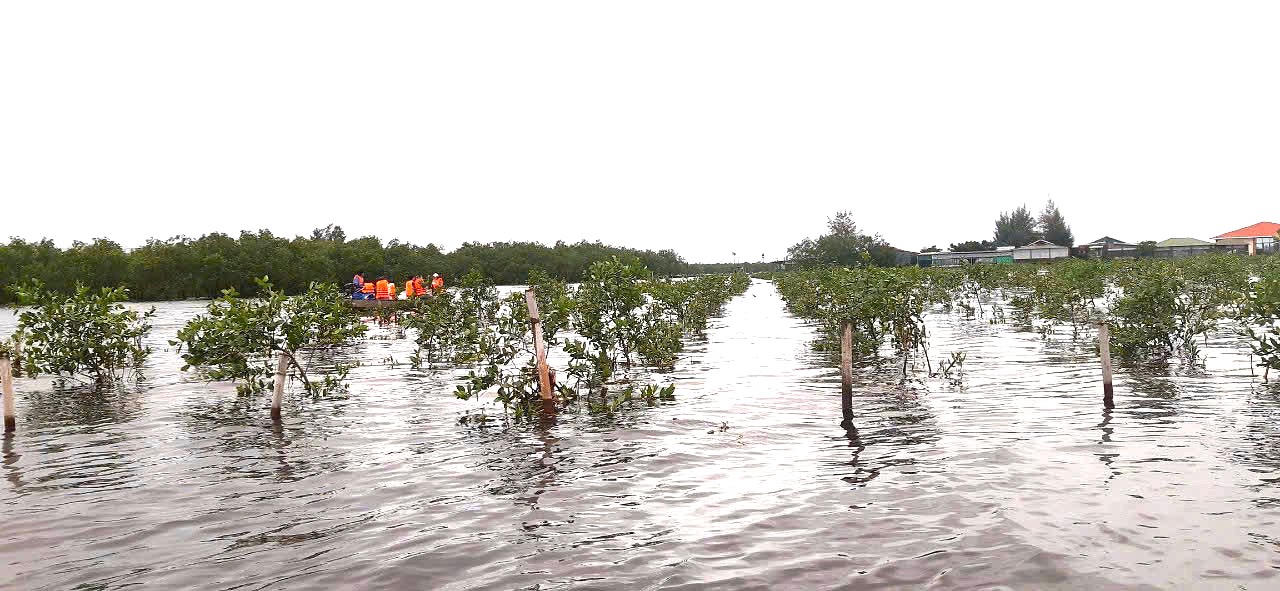 Thừa Thiên Huế: Tạo sinh kế cho người dân tại những dải rừng ngập mặn 