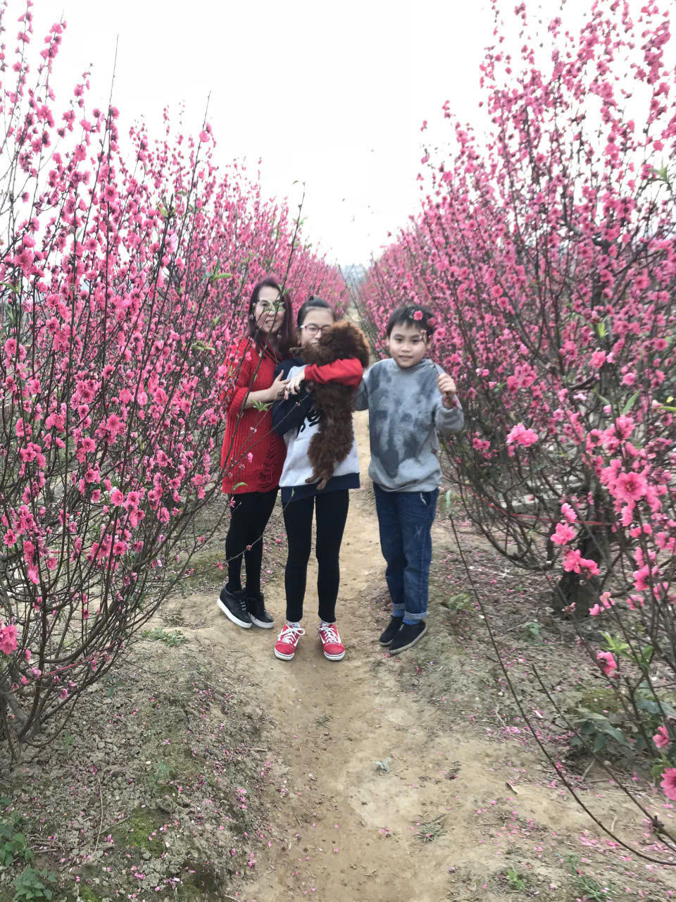 Đào Nhật Tân, quất Tứ Liên 'hồi sinh' đón Tết Nguyên đán