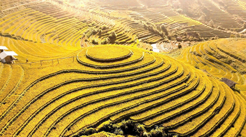 Mù Cang Chải, không lỡ hẹn mùa lúa vàng