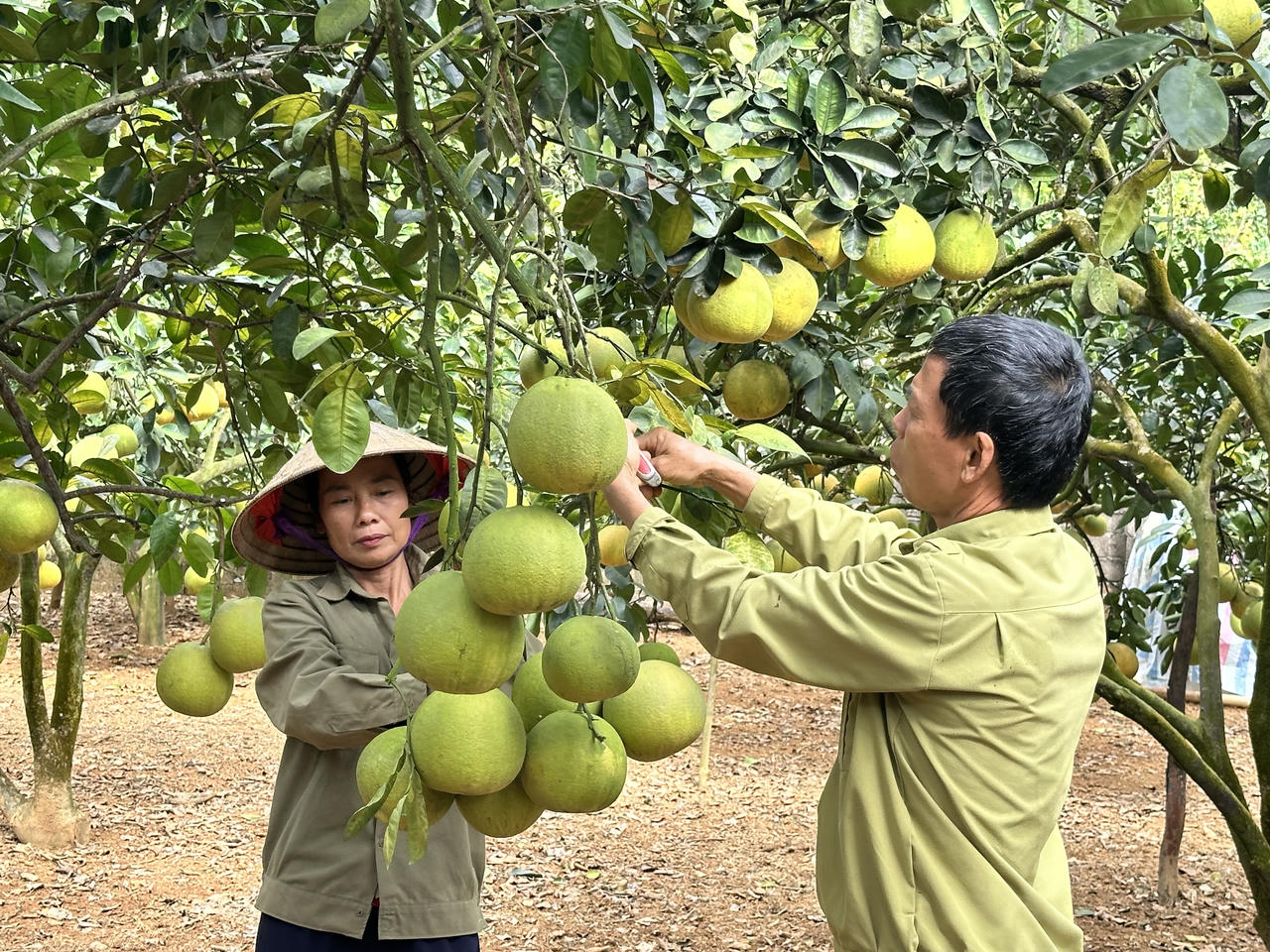 Giữ 'hồn' để thương hiệu bưởi Đoan Hùng vang xa