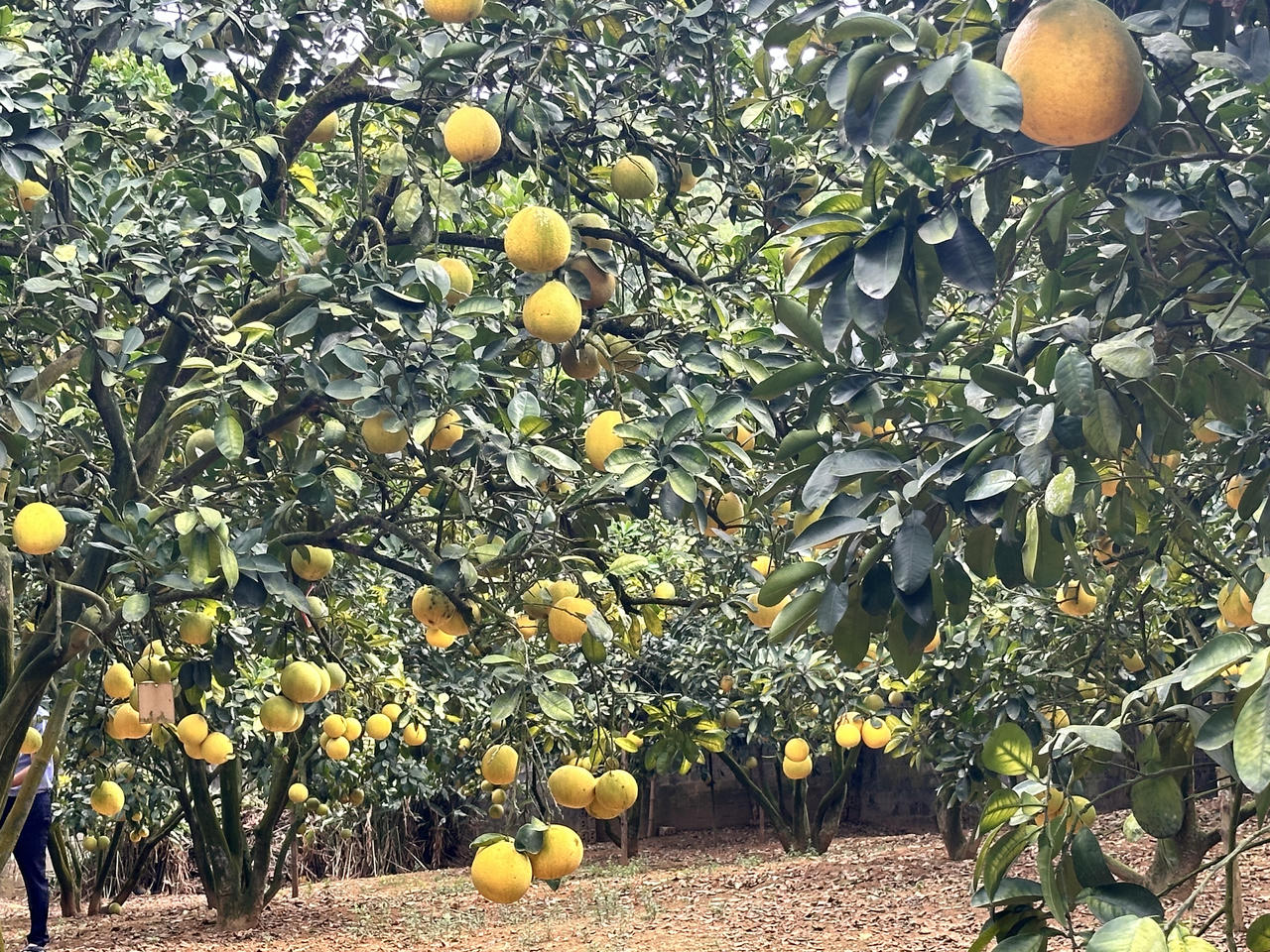 Giữ 'hồn' để thương hiệu bưởi Đoan Hùng vang xa