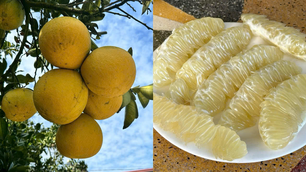 Giữ 'hồn' để thương hiệu bưởi Đoan Hùng vang xa