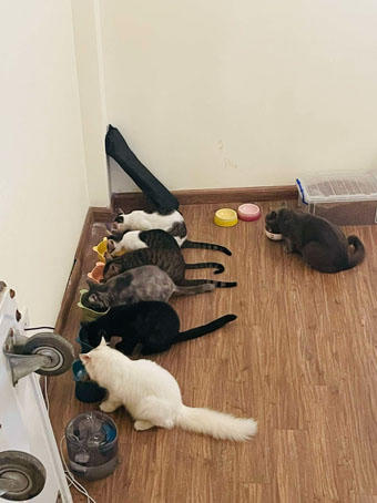 'Vá' lại tâm hồn trong thế giới của thú cưng