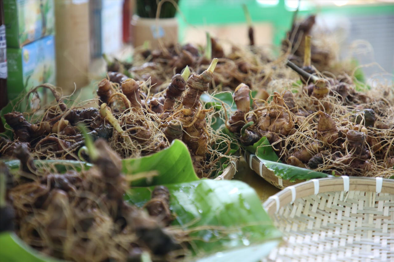 Gìn giữ 'lộc trời' núi Ngọc Linh 