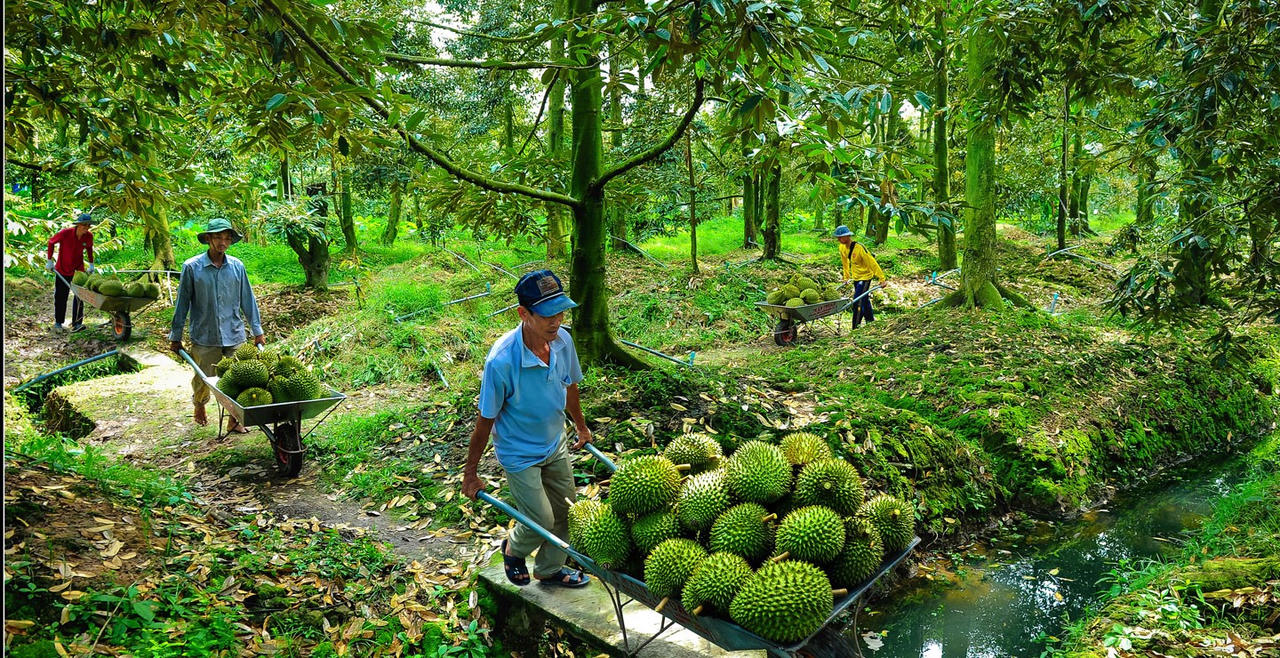 Tiền Giang bội thu từ việc nâng cao giá trị thương hiệu sầu riêng