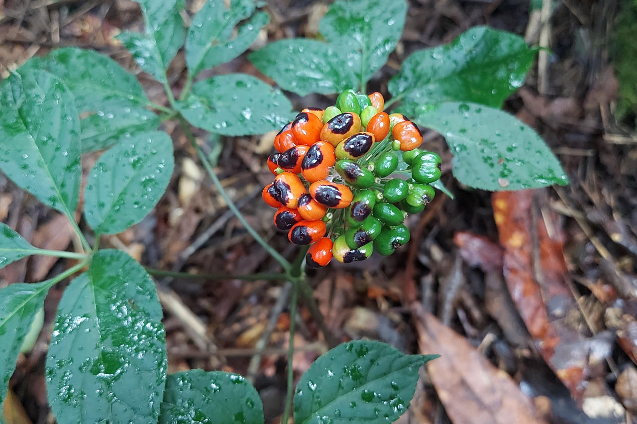 Gìn giữ 'lộc trời' núi Ngọc Linh 