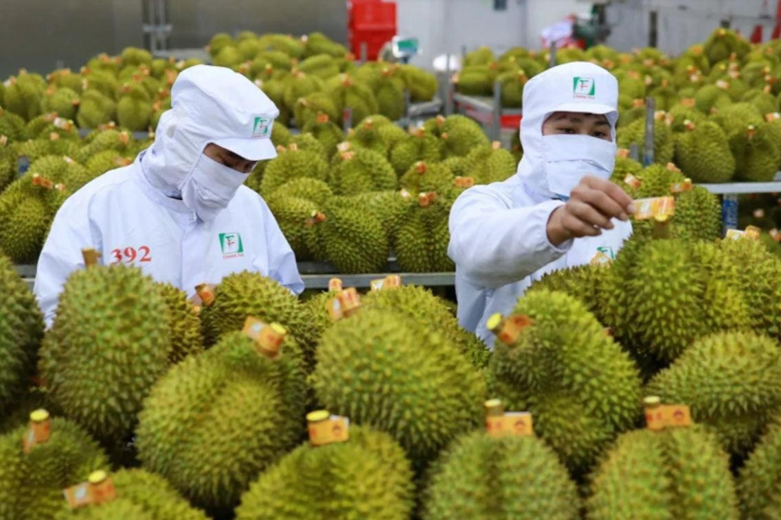 Tiền Giang bội thu từ việc nâng cao giá trị thương hiệu sầu riêng