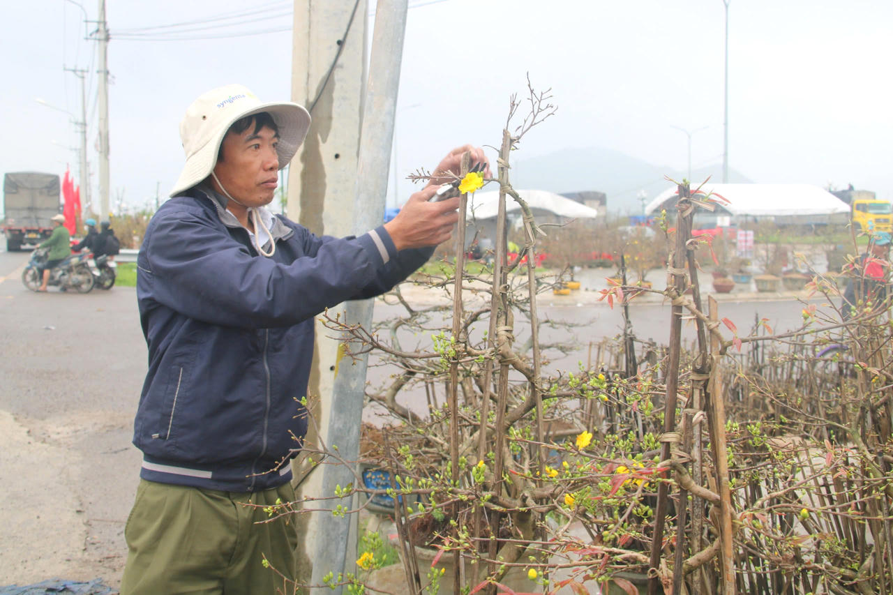 Sắc xuân ở 'thủ phủ' mai vàng miền Trung