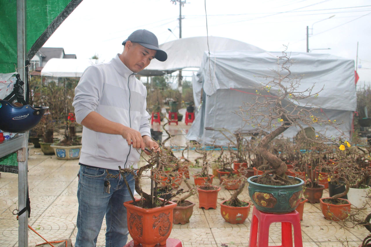 Sắc xuân ở 'thủ phủ' mai vàng miền Trung