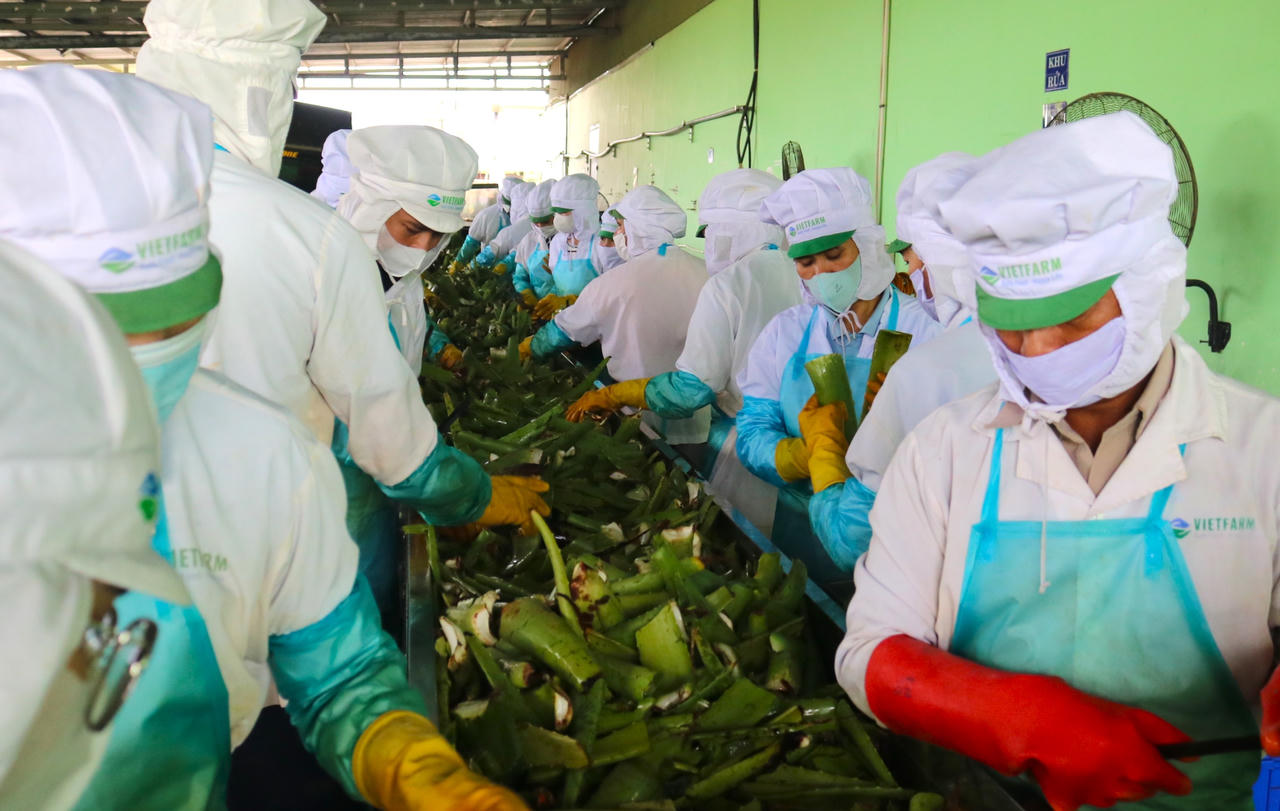 Biến 'sa mạc' khô hạn thành những vườn xanh tươi tốt