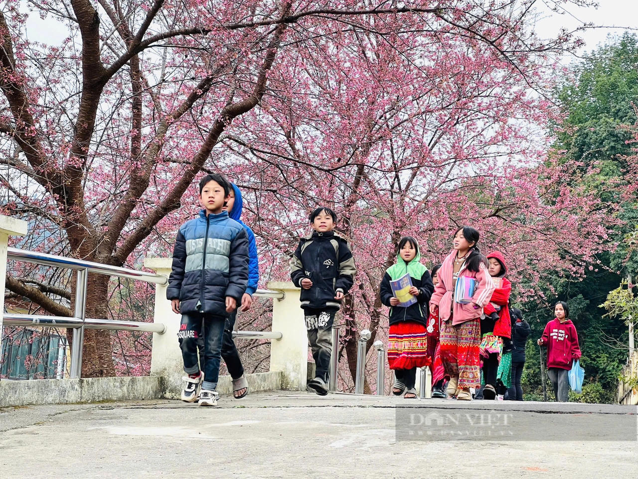 Những địa điểm du Xuân đẹp như mơ ở miền Bắc