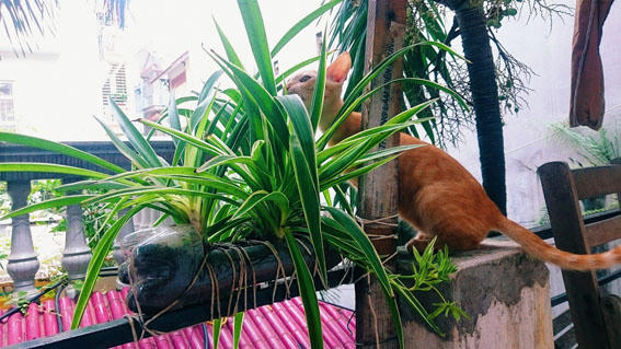 Ngôi nhà mỗi ngày một màu xanh