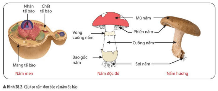 Cảnh báo ngộ độc nấm: Bộ Y tế chỉ ra những dấu hiệu nhận biết nấm độc
