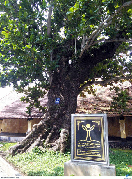 Tâm tư từ hàng cây muỗm cổ thụ ở Đền Voi Phục