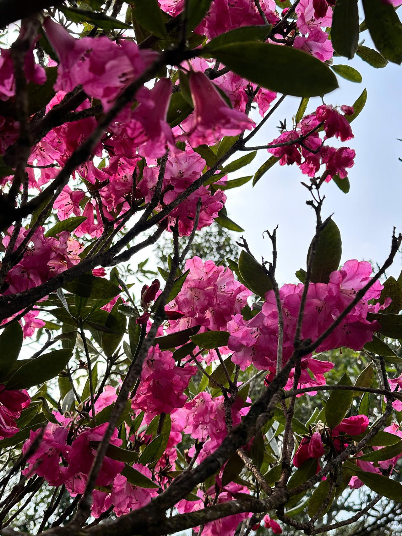 Chiêm ngưỡng thiên đường mây và hoa đỗ quyên trong hành trình chinh phục đỉnh Tà Xùa