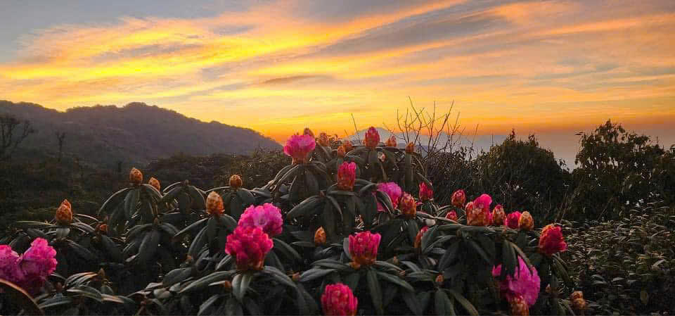 Chiêm ngưỡng thiên đường mây và hoa đỗ quyên trong hành trình chinh phục đỉnh Tà Xùa