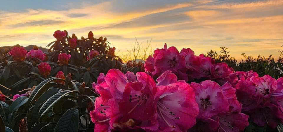 Chiêm ngưỡng thiên đường mây và hoa đỗ quyên trong hành trình chinh phục đỉnh Tà Xùa