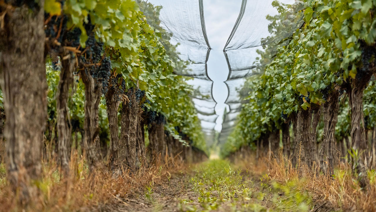 Ngày Malbec Thế giới 17/4 tại Việt Nam: Câu chuyện giống nho làm nên bản sắc Argentina