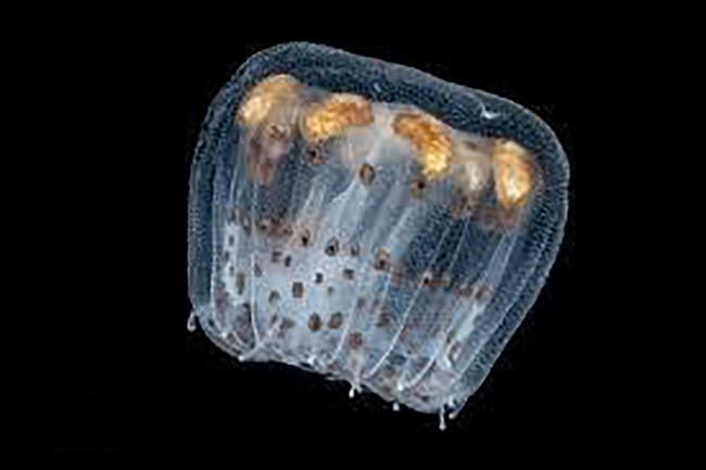 Bé gái 10 tuổi nhập viện vì bị sứa biển 'tấn công'