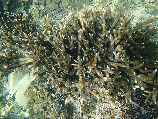 Đừng tàn phá san hô